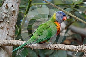 Nectar sucking parrot Loriini