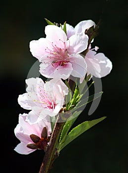 Nectarine Blossoms