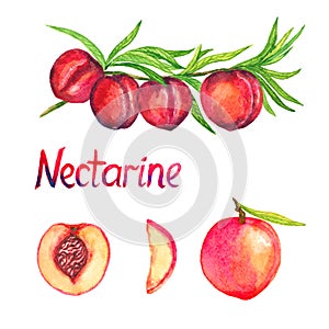 Nectarine branch with fruits, nectarine and cut slices