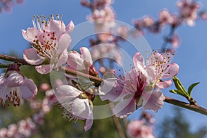 Nectarine color fresh blossom in spring sunny evening