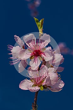 Nectarine color fresh blossom in spring sunny evening