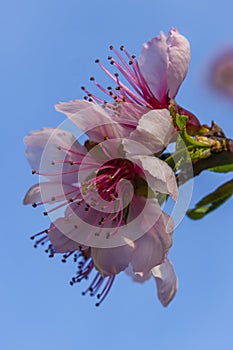 Nectarine color fresh blossom in spring sunny evening