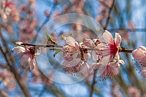 Nectarine color fresh blossom in spring sunny evening