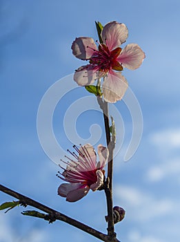 Nectarine color fresh blossom in spring sunny evening