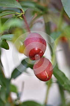 Nectarine Early Sungrand (Prunus persica var. nucipersica) - unripe fruits