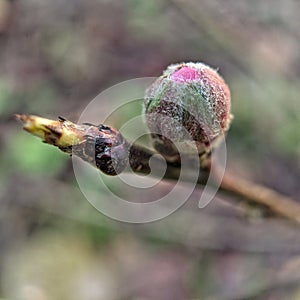 Nectarine flower bud and sprout