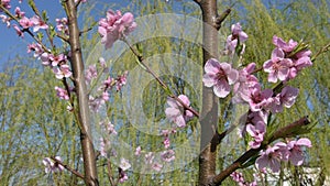 Nectarine flowers tree, blooming in the springtime