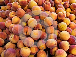 Nectarine fruit