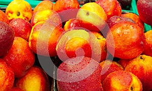 nectarine fruit