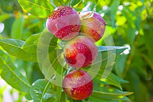 Nectarine fruits on a tree with red color