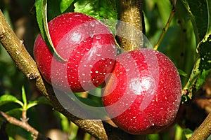 Nectarine peaches on tree