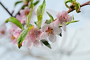 Nectarine tree in bloom photo