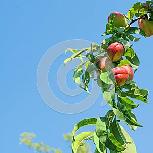 Nectarine tree full of fruits, against a bright blue sky.