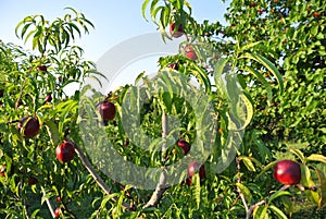 Nectarine tree full of ripe red fruit on a sunny afternoon