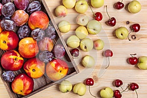 Nectarines, cherries and plums on the table.