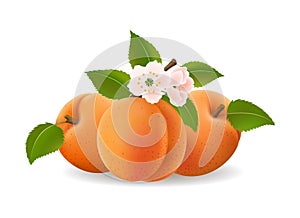 Nectarines with flowers isolated