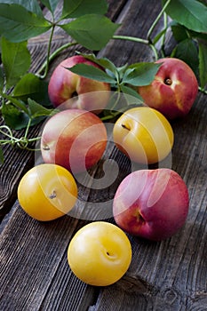 Nectarines and plums on wooden table in a rustic style