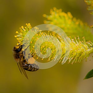 Nectaring honey bee