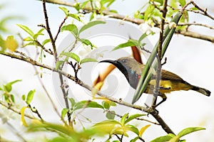 Nectarinia asiatica bird