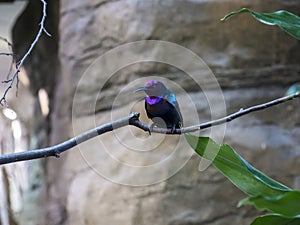 Nectarinia coccinigaster, Splendid sunbird, Velvet - purple Coronet in the London zoo.