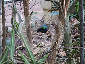 Nectarinia coccinigaster, Splendid sunbird, Velvet - purple Coronet in the London zoo.