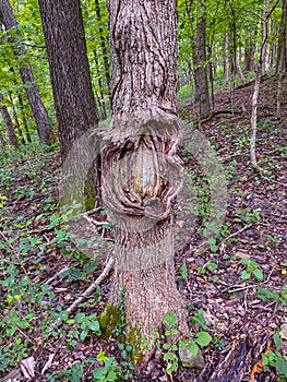 Nectria Canker photo