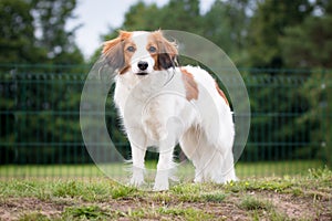 Nederlandse Kooikerhondje, Holland duck hunting spaniel portrait