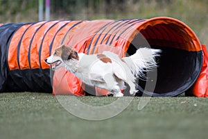 Nederlandse Kooikerhondje running dog agility