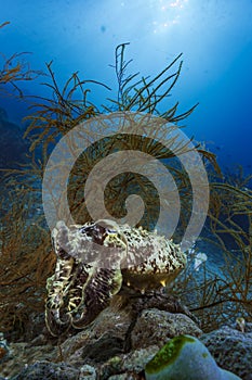 Needle Cuttlefish hovering above the reef