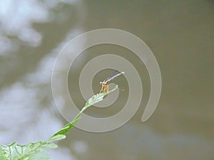 The needle dragonfly is bathing in the sun on a leaf