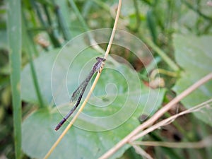 needle dragonfly perched on a branch