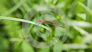 Needle dragonfly, small and elongated like a needle photo