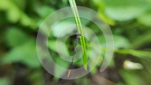 Needle dragonfly, small and elongated like a needle photo