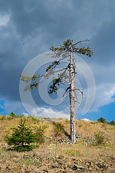 Needle dry tree