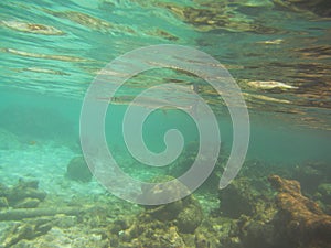 Needle fish Belonidae swimming below water surface over a coral reef photo