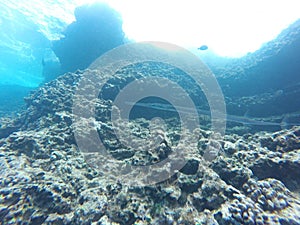 Needle Fish Coral Reef