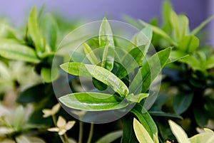 Needle flower on the roadside in the evening