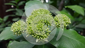 Needle flowers bud