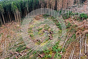 Needle forest with storm damages from above