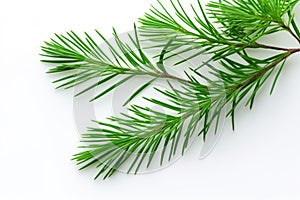 needle-free pine branches on a light surface