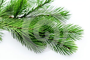 needle-free pine branches on a light surface