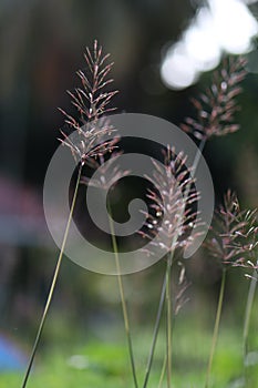 Flower of needle grass (Chrysopogon aciculatus) on vertical photo format photo