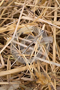 Needle in a haystack