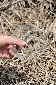 Needle in a haystack