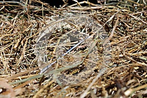 Needle in a Haystack