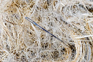 Needle in a haystack