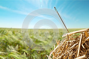 Needle in a Haystack