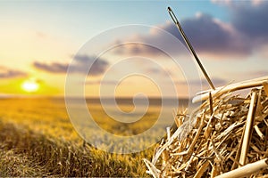 Needle in a Haystack