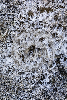 Needle ice in nature photo