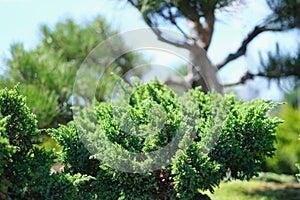 Needled evergreen bushes grow in garden closeup